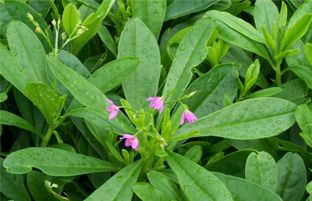 土人参图片 第4张