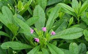 土人参图片 第4张