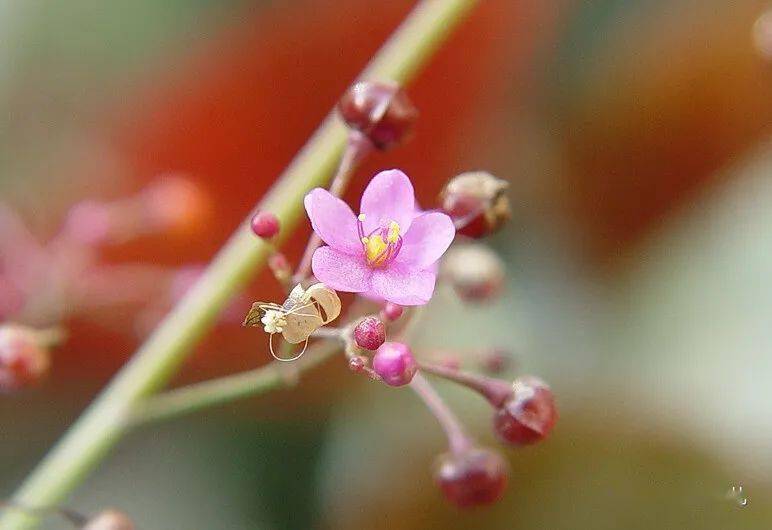 土人参图片 第3张