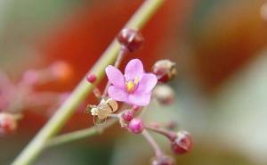 土人参图片 第3张