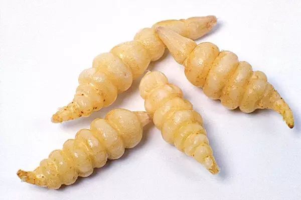 地牯牛草图片 第2张