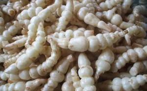 地牯牛草图片 第3张