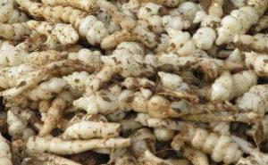 地牯牛草图片 第4张