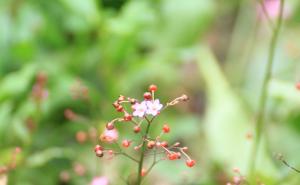 土人参花图片 第5张