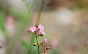 土人参花图片 第6张