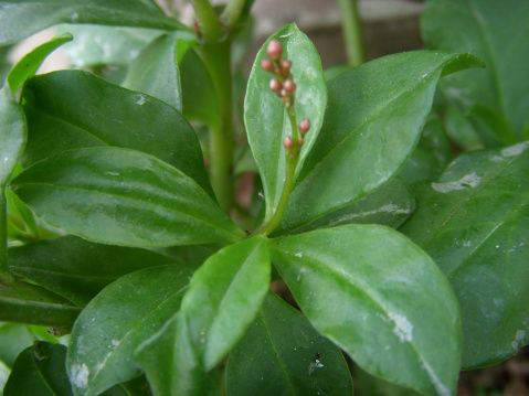 土人参叶图片 第2张