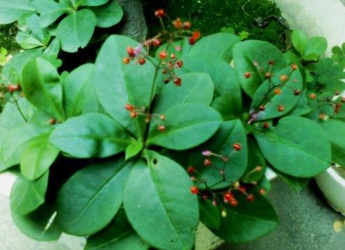 土人参叶图片 第1张