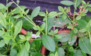 土人参全株图片 第3张