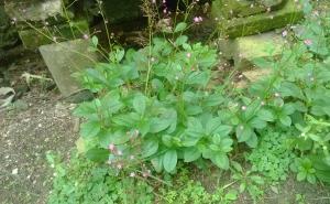 土人参全株图片 第4张