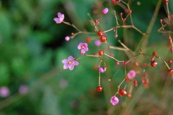 土人参开花图片 第3张