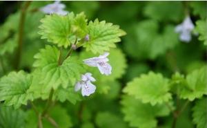 连钱草图片 第2张