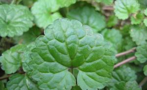 连钱草图片 第4张