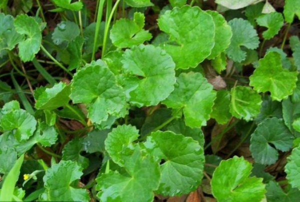 连钱草图片 第3张