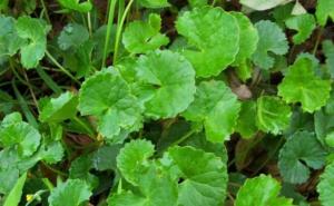 连钱草图片 第3张