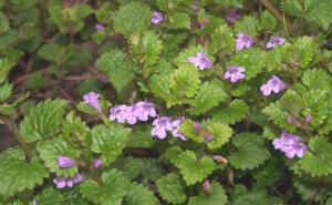 连钱草图片 第1张