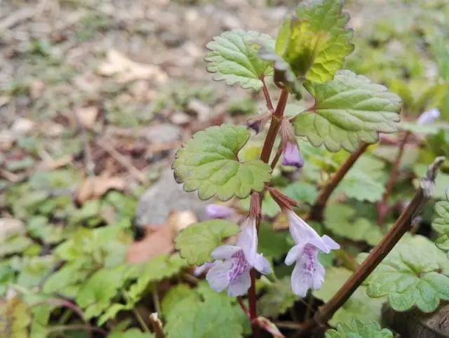 透骨消图片 第1张