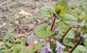 透骨消图片 第1张