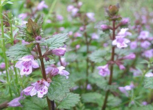 肺风草图片 第1张