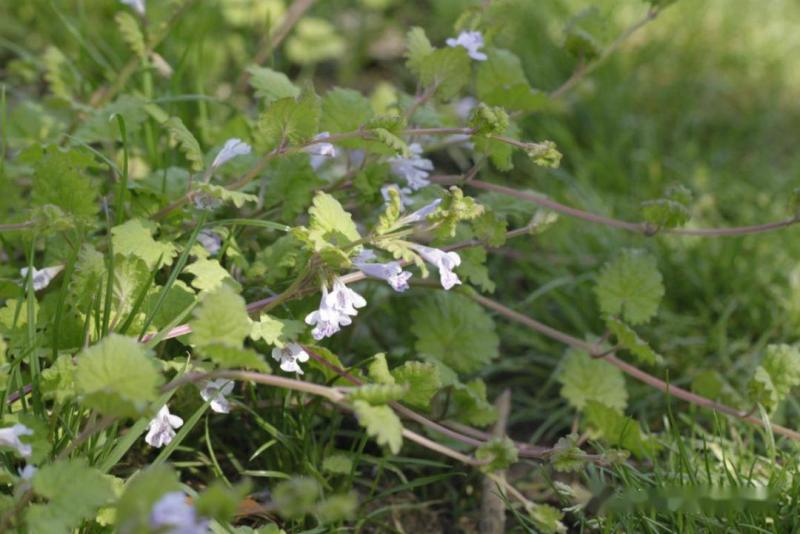 肺风草图片 第3张