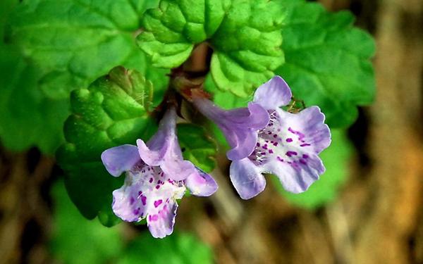 马蹄筋骨草图片 第1张