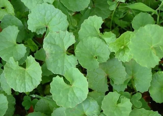 破铜钱图片 第3张