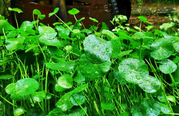 破铜钱图片 第2张