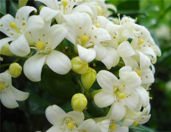 九里香花图片 第4张