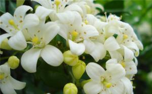 九里香花图片 第4张