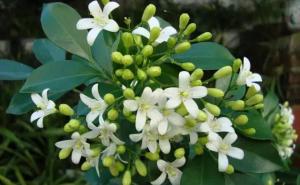 九里香花图片 第2张