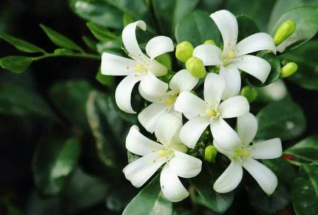 九里香花图片 第3张