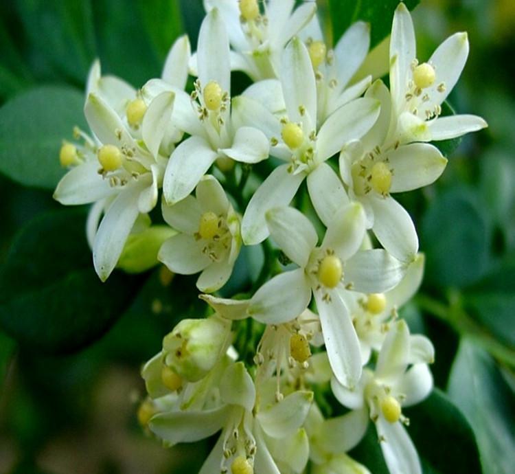 九里香花图片 第5张