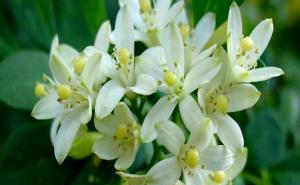 九里香花图片 第5张
