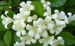 九里香花图片 第6张