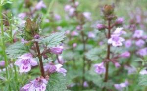 透骨消草药图片 第2张