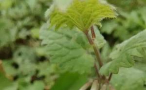 活血丹花图片 第2张