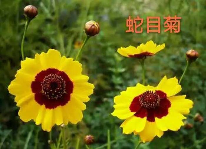 蛇目菊图片 第1张