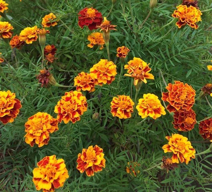孔雀菊图片 第2张