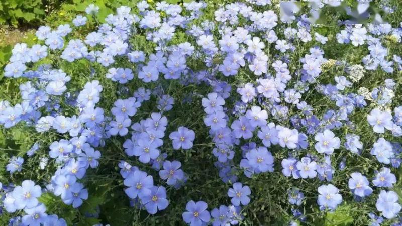 蓝亚麻图片 第4张