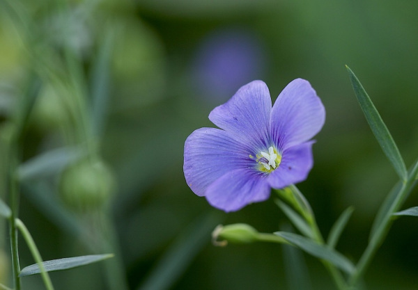 宿根亚麻图片 第5张