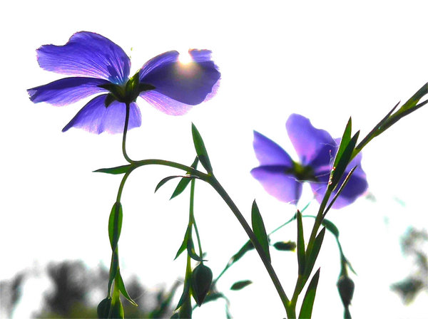 宿根亚麻图片 第3张