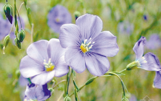 宿根亚麻图片 第2张