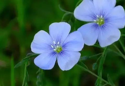 宿根亚麻图片 第6张