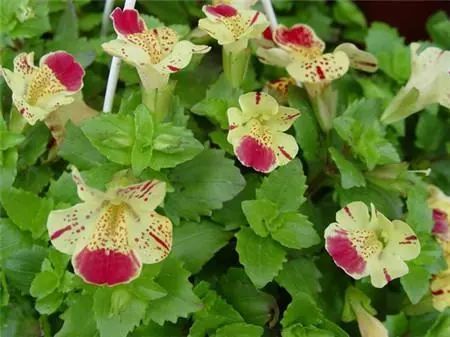 龙面花图片 第1张