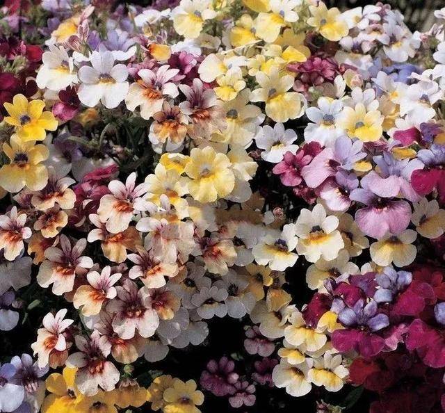 龙面花图片 第3张