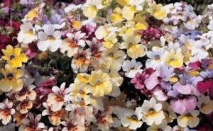 龙面花图片 第3张