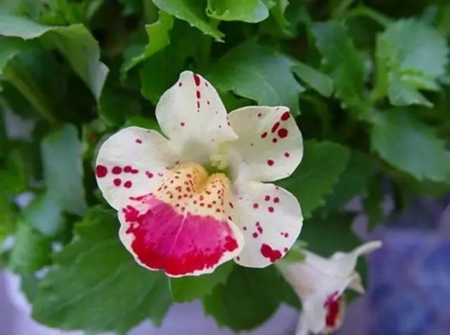 囊距花图片 第2张