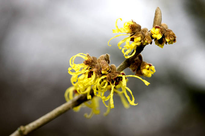 牛踏果图片 第3张