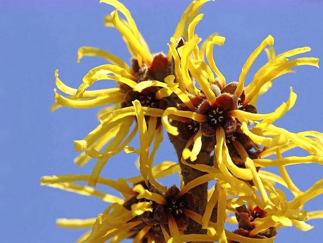 牛踏果图片 第1张