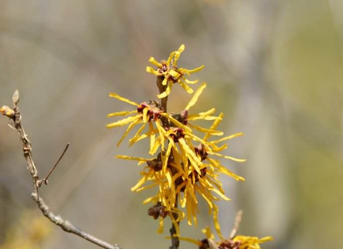 牛踏果图片 第8张