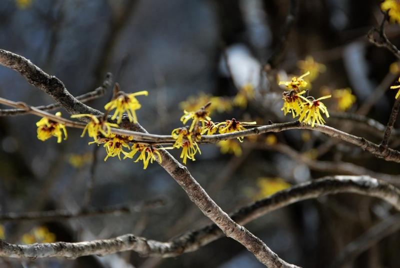 牛踏果图片 第6张